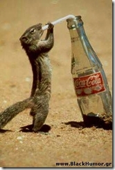  squirel drinks coca!!!