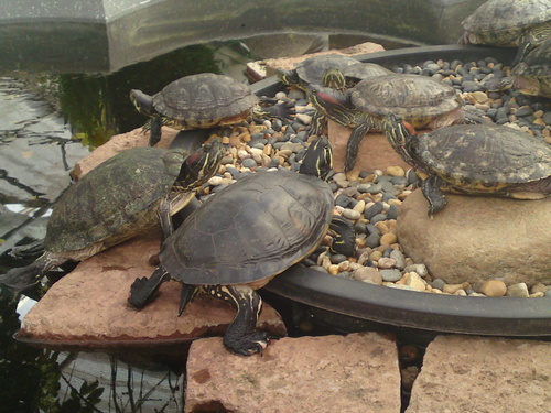  turtles <3