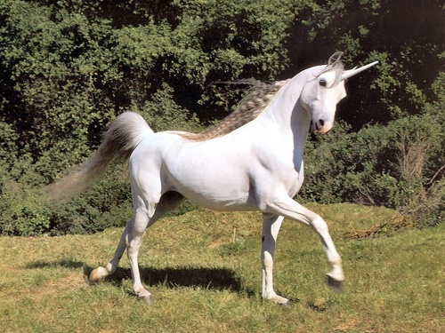  A Real Unicorn