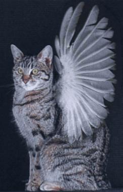  天使 Cat