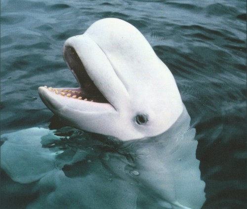  Beluga cá voi