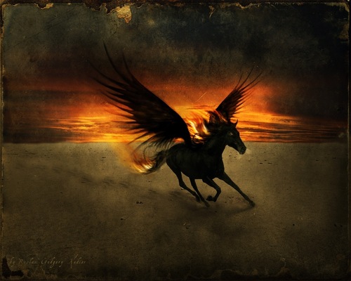  The Black Pegasus