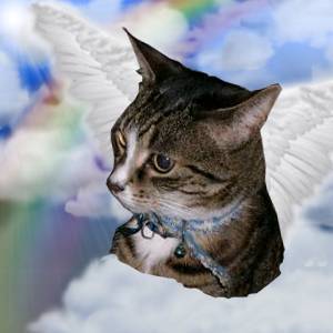 Winged Cat - Fantasy Animals Photo (5759908) - Fanpop