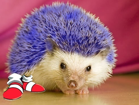 the real sonic