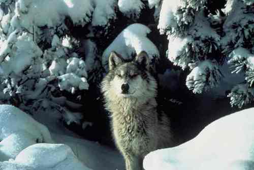 Grey lobo in snow
