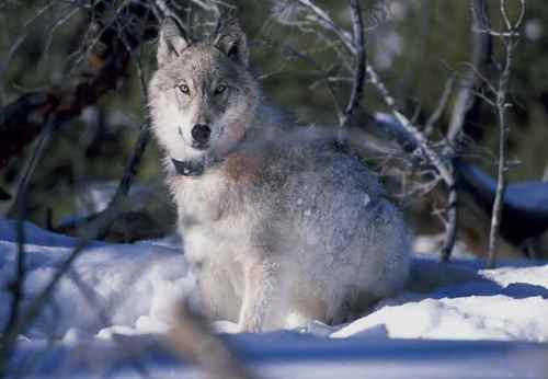  Playful serigala, wolf