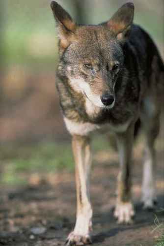  Red serigala, wolf