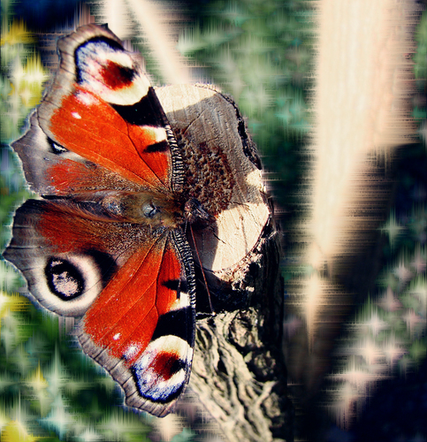 butterfly, kipepeo