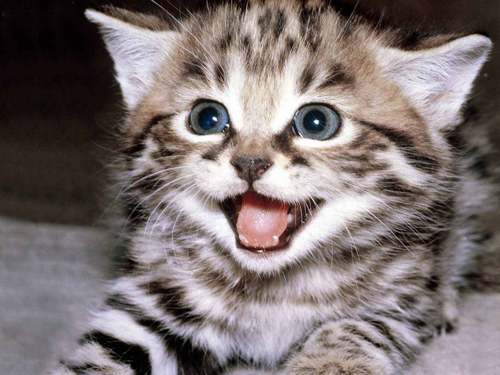  happy kitten