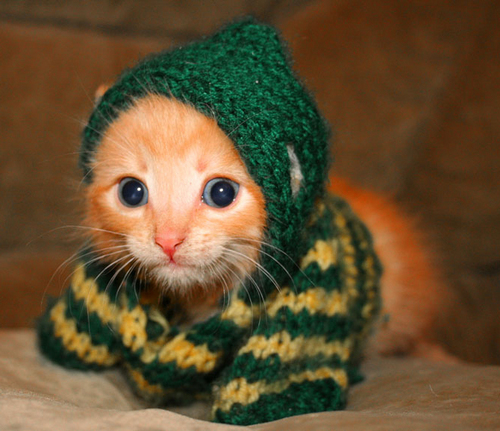  kitten in a sweater