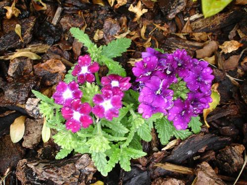  purple fiori