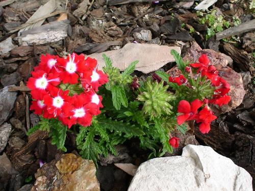  red flor