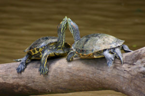  turtles