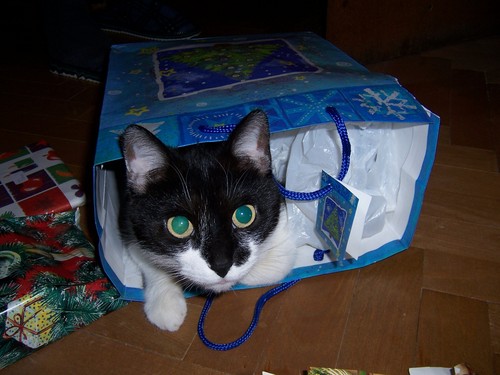  Cat ,Christmas and Randomness xD