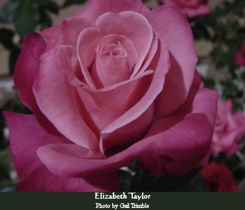  Elizabeth Taylor Rose