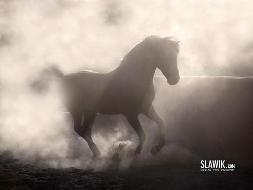  Slawik horse वॉलपेपर्स