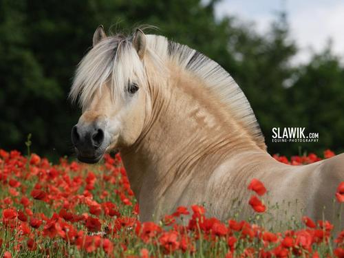  Slawik horse پیپر وال