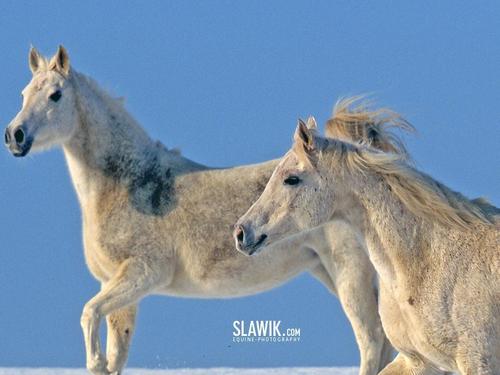  Slawik horse wallpaper