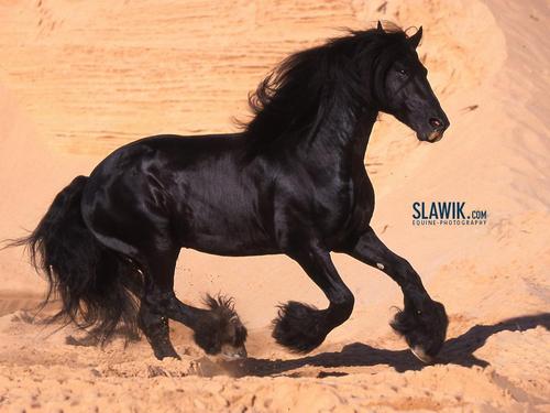  Slawik horse 壁紙