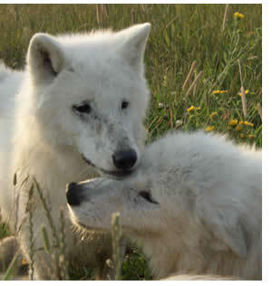  White 狼, オオカミ Pups