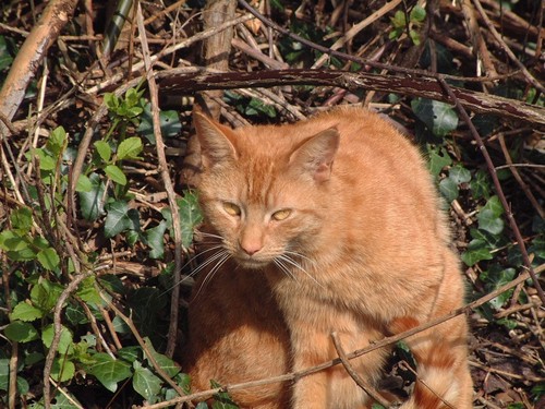 Ginger Thomasina Cat