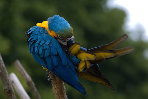  pappagallo