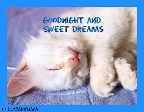  sweet dreams kitten