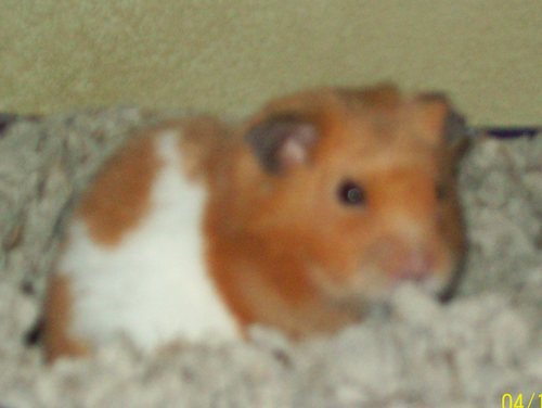  My old class teddy urso hamster, Nibbles