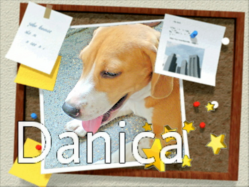 My anjing pemburu, beagle Danica