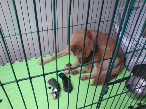  My Fluffy and her newborn cachorritos