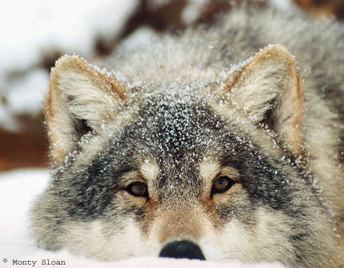  Snow serigala, wolf