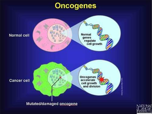 oncogenes