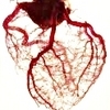  vasculature of the hati, tengah-tengah