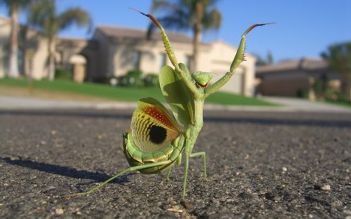  A Praying Mantis