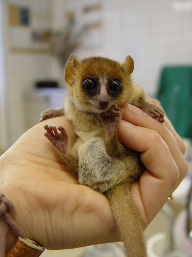  A baby ماؤس lemur!