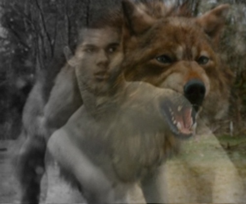  Jacob black serigala, wolf form