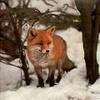  zorro, fox in the snow