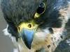  Peregrine falco, falcon
