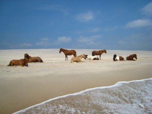 Wild ponies of Assateague island