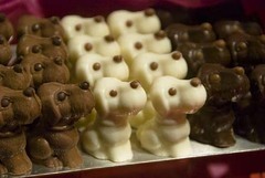 chocolate puppies
