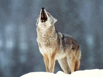  alskan serigala, wolf