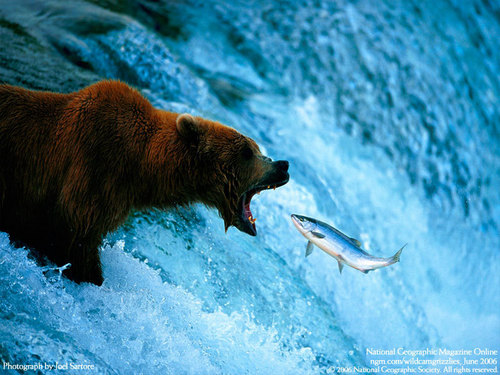 Bear-fish