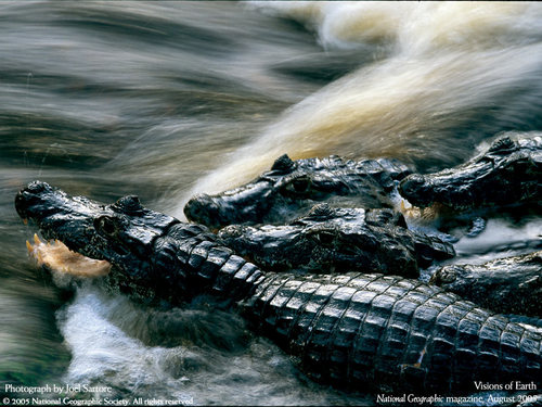 Crocodiles