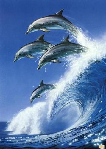  Cute dolphins