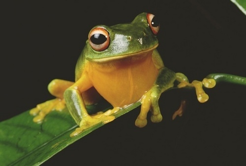  Frog