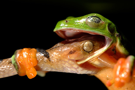  Frog-snake