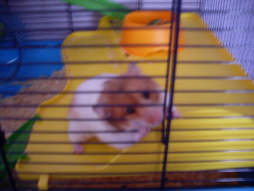  My cute hamster nibbles :)