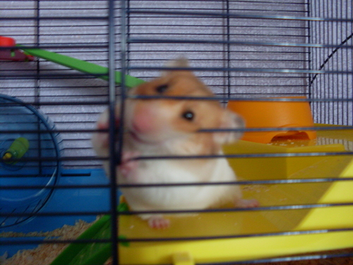  My cute میں hamster, ہمزٹر nibbles :)