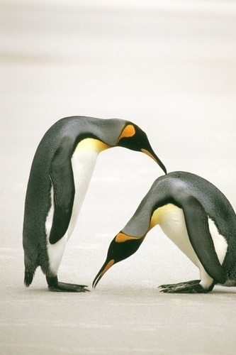  Penguins