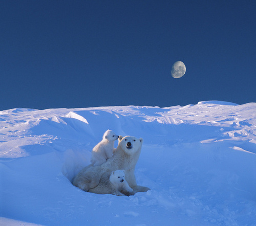  Polar Bears